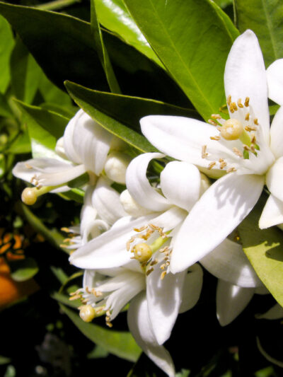 fiori-d-arancio-simbolo-nozze-amore