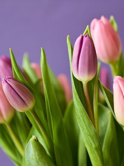 semi di tulipano casa fiorita