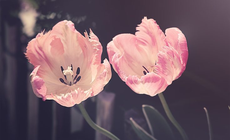 matrimonio a tema tulipano