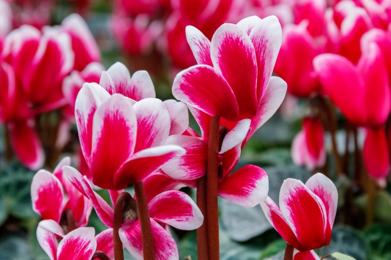 Matrimonio di un'amica: che fiori regalarle?